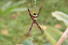 Argiope reinwardti