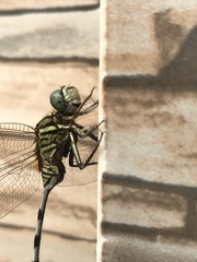 Orthetrum sabina