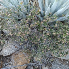 Euphorbia tomentulosa