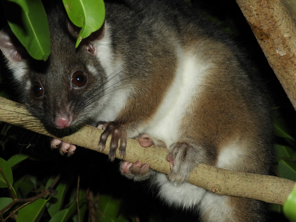 Common Ring-tailed Possum from Melbourne VIC, Australia on April 3 ...