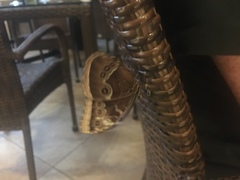 Morpho helenor montezuma