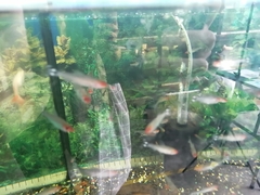Hemigrammus rhodostomus