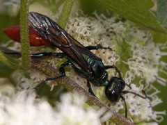 Chlorion hemipyrrhum