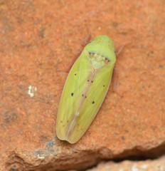 Ponana