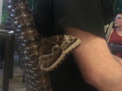 Morpho helenor montezuma