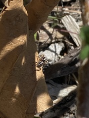 Habronattus coecatus