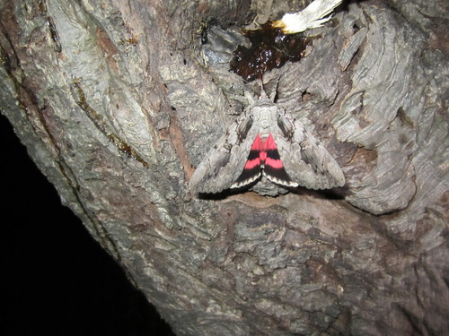Sweetheart Underwing photo 4