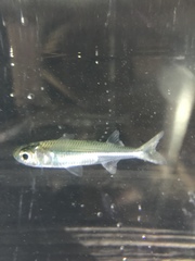 Atherinomorus stipes