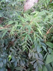 Chusquea ramosissima