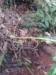 Chusquea ramosissima