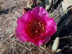 Opuntia basilaris brachyclada