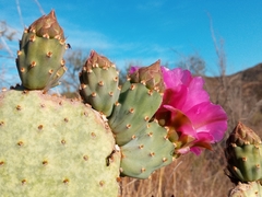 Opuntia basilaris brachyclada