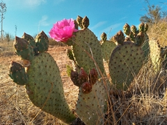 Opuntia basilaris brachyclada