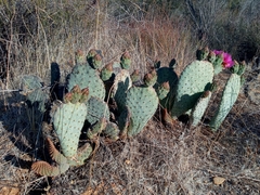 Opuntia basilaris brachyclada