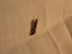 Epithymema incomposita