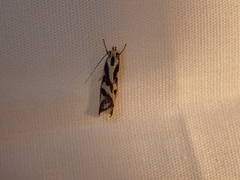 Epithymema incomposita