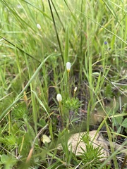 Leptosiphon jepsonii