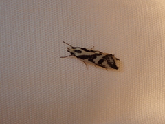 Epithymema incomposita