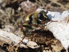 Criorhina verbosa