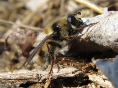 Criorhina verbosa