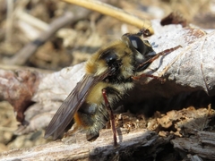 Criorhina verbosa