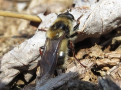 Criorhina verbosa