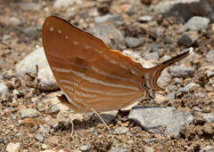 Marpesia marcella valetta