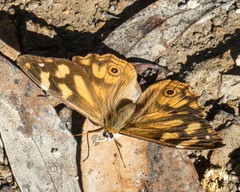 Heteronympha banksii banksii