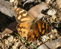 Heteronympha banksii banksii