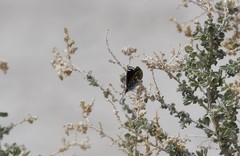 Hesperopsis libya