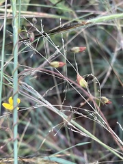 Rhynchosia totta totta