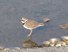 Charadrius dubius