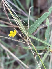 Rhynchosia totta totta