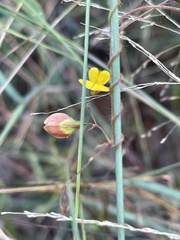 Rhynchosia totta totta