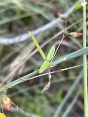 Rhynchosia totta totta