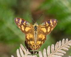 Heteronympha banksii banksii