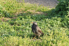 Spodiopsar cineraceus