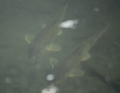 Pantosteus clarkii