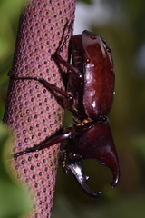 Xylotrupes gideon gideon