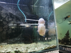 Amphilophus labiatus × cichlasoma trimaculatum