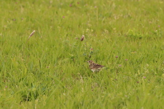 Alauda arvensis japonica