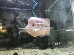 Amphilophus labiatus × cichlasoma trimaculatum