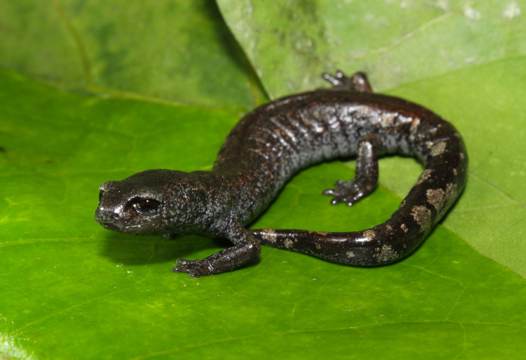 Chunky False Brook Salamander