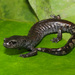 Red-legged False Brook Salamander - Photo (c) Alejandro Calzada, some rights reserved (CC BY-NC), uploaded by Alejandro Calzada