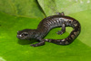 Hemidactyliine Salamanders - Photo (c) Alejandro Calzada, some rights reserved (CC BY-NC), uploaded by Alejandro Calzada