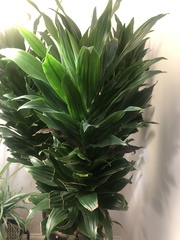 Dracaena fragrans compacta