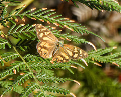 Heteronympha banksii banksii