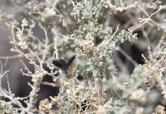 Hesperopsis libya