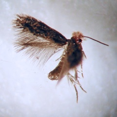 Stigmella ogygia
