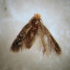 Stigmella ogygia